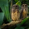 Pustik promenlivy - Ciccaba virgata - Mottled Owl o3088